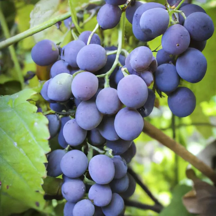 Winogrona w ogrodzie – uprawa winogron i produkcja domowego wina