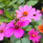 Jak wygląda szerszeń? Poznaj cechy i zachowanie tego owada