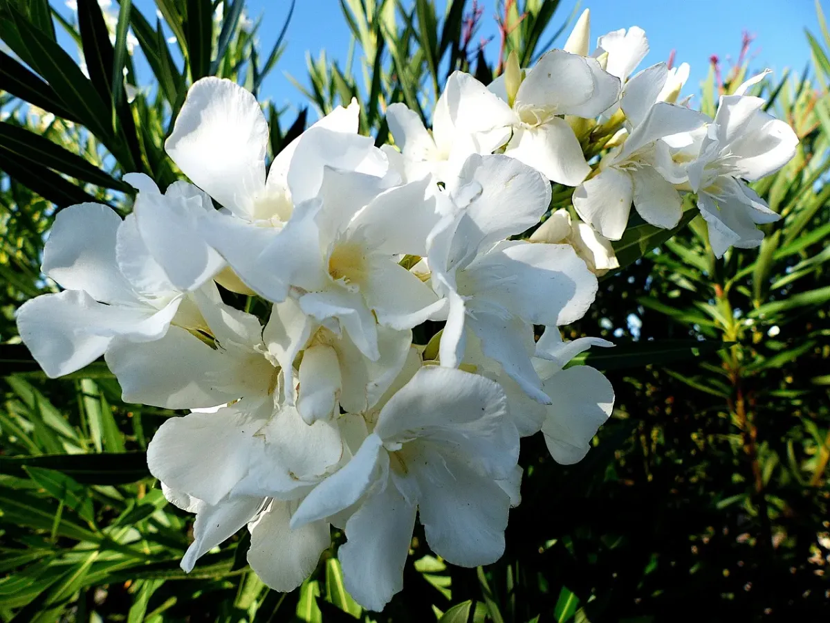 Czy oleander przetrwa zimę w Twoim ogrodzie?
